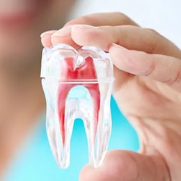 Hand holding clear tooth model showing internal anatomy with red and blue pulp chamber and root canals.